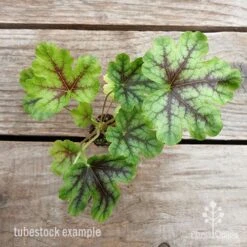 Heucherella Tapestry - Foamy Bells 15 Heucherella Tapestry - Foamy Bells -Outdoor Garden Care heucherella tapestry 1