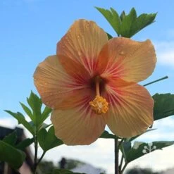 Hibiscus Popsicle 14 Hibiscus Popsicle -Outdoor Garden Care hibiscus popsicle backlit