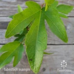 Hibiscus Popsicle 12 Hibiscus Popsicle -Outdoor Garden Care hibiscus popsicle leaf 1