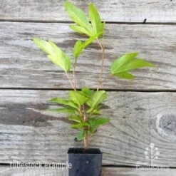 Hibiscus Popsicle 15 Hibiscus Popsicle -Outdoor Garden Care hibiscus popsicle tube 500 1