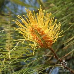 Grevillea Honey Gem