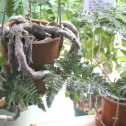 Humata - Rabbit's Foot Fern -Outdoor Garden Care humata tyermanni flickr nhq 500