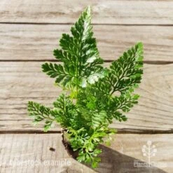 Humata - Rabbit's Foot Fern -Outdoor Garden Care humata white foot tube top