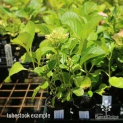 Hydrangea White -Outdoor Garden Care hydrangea amethyst tube 6