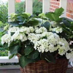 Hydrangea White -Outdoor Garden Care hydrangea basket 1 1