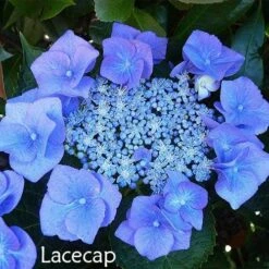 Hydrangea Assorted 14 Hydrangea Assorted -Outdoor Garden Care hydrangea lacecap 1