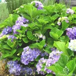 Hydrangea Assorted 12 Hydrangea Assorted -Outdoor Garden Care hydrangea macrophilla