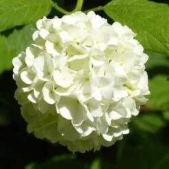 Hydrangea White -Outdoor Garden Care hydrangea white 1