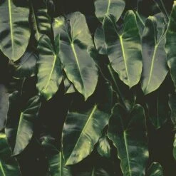 Philodendron Imbe 14 Philodendron Imbe -Outdoor Garden Care imbe wall