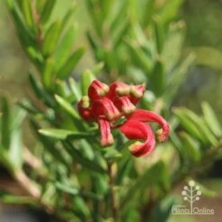 Grevillea Knockout -Outdoor Garden Care knockout flower closeup