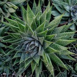 Aloe Aristata - Lace Aloe - Succulent -Outdoor Garden Care lace aloe cluster