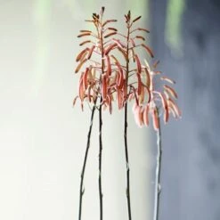 Aloe Aristata - Lace Aloe - Succulent -Outdoor Garden Care lace aloe flowers floradania