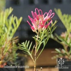 Grevillea Lana Maree -Outdoor Garden Care lana maree img 5947