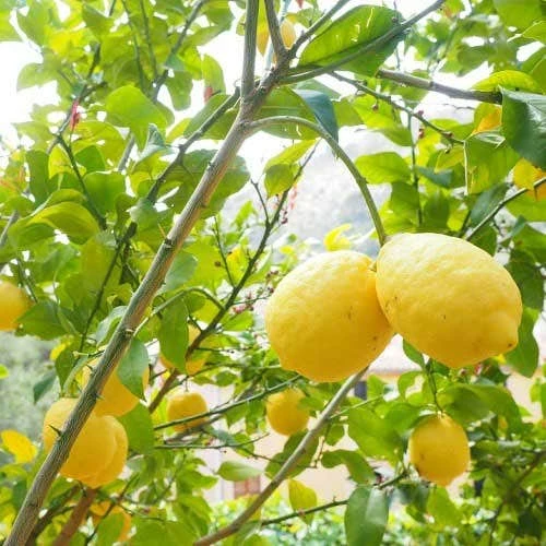 Citrus - Lemon Lisbon 2 Citrus - Lemon Lisbon - Image 2