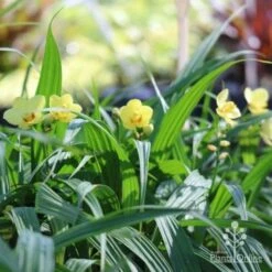 Spathoglottis Lemon Kiss - Native Orchid -Outdoor Garden Care lemon kiss orchid plants