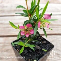 Leptospermum Tickled Pink -Outdoor Garden Care leptospermum tickled pink flower