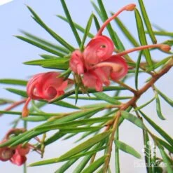 Grevillea Liliane -Outdoor Garden Care liliane flowers closeup