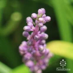 Liriope Amethyst -Outdoor Garden Care liriope amethyst buds close
