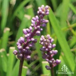 Liriope Amethyst -Outdoor Garden Care liriope amethyst flower 500 1