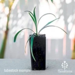 Liriope Amethyst -Outdoor Garden Care liriope amethyst tube