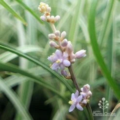 Liriope Silverlawn -Outdoor Garden Care liriope silverlawn flower