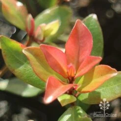 Metrosideros Little Ewan - Dwarf NZ Christmas Bush 19 Metrosideros Little Ewan - Dwarf NZ Christmas Bush -Outdoor Garden Care little ewan new leaf colour