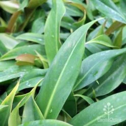 Philodendron Little Phil -Outdoor Garden Care little phil leaf