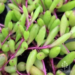 Othonna Ruby Necklace - Little Pickles - Succulent 9 Othonna Ruby Necklace - Little Pickles - Succulent -Outdoor Garden Care little pickles ruby necklace