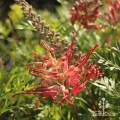 Grevillea Little Robyn 19 Grevillea Little Robyn -Outdoor Garden Care little robyn flower side 500