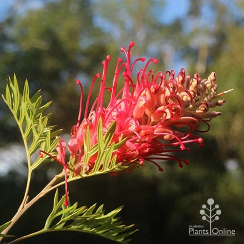 Grevillea Little Robyn 2 Grevillea Little Robyn - Image 2