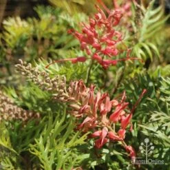Grevillea Little Robyn 17 Grevillea Little Robyn -Outdoor Garden Care little robyn tubestock flowering
