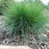 Lomandra Frosty Top
