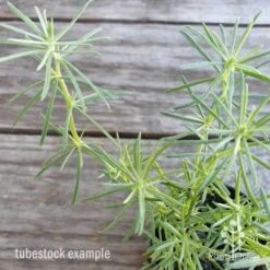 Lotus Red Flash - Parrot's Beak 14 Lotus Red Flash - Parrot's Beak -Outdoor Garden Care lotus red flash