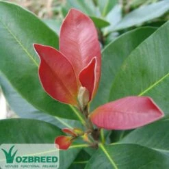 Tristaniopsis Luscious - Water Gum 27 Tristaniopsis Luscious - Water Gum -Outdoor Garden Care luscious 500