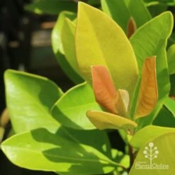 Tristaniopsis Luscious - Water Gum 32 Tristaniopsis Luscious - Water Gum -Outdoor Garden Care luscious new leaves