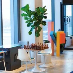 Ficus Lyrata - Fiddle Leaf Fig 15 Ficus Lyrata - Fiddle Leaf Fig -Outdoor Garden Care lyrata chessboard