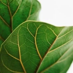 Ficus Lyrata Bambino - Fiddle Leaf Fig -Outdoor Garden Care lyrata leaf closeup