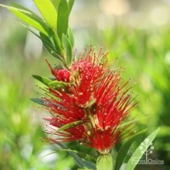 Callistemon Macarthur 18 Callistemon Macarthur -Outdoor Garden Care macarthur flower closeup