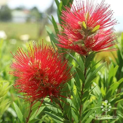 Callistemon Macarthur 8 Callistemon Macarthur - Image 8