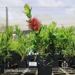 Callistemon Macarthur 23 Callistemon Macarthur -Outdoor Garden Care macarthur tubestock