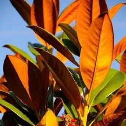 Magnolia Little Gem -Outdoor Garden Care magnolia 500 2