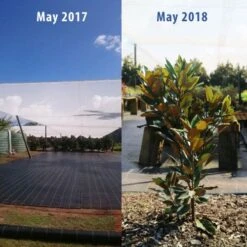 Magnolia Little Gem -Outdoor Garden Care magnolia tubestock growth 1 year