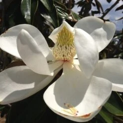 Outdoor Garden Care -Outdoor Garden Care magnolia flower closeup