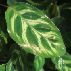 Calathea Makoyana - Peacock Plant -Outdoor Garden Care makoyana gold