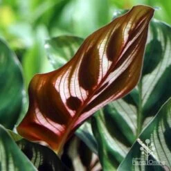 Calathea Makoyana - Peacock Plant -Outdoor Garden Care makoyana leaf