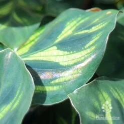 Calathea Makoyana - Peacock Plant -Outdoor Garden Care makoyana shimmer