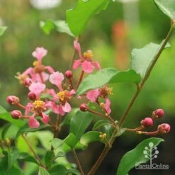 Malpighia Pixie - Acerola 24 Malpighia Pixie - Acerola -Outdoor Garden Care malpighia pixie flowers