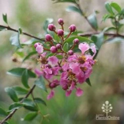 Malpighia Pixie - Acerola 28 Malpighia Pixie - Acerola -Outdoor Garden Care malpighia pixie nursery