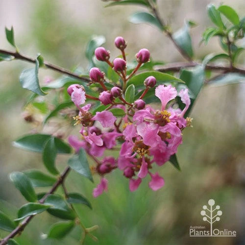 Malpighia Pixie - Acerola 13 Malpighia Pixie - Acerola - Image 13