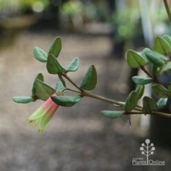 Correa Marian's Marvel 20 Correa Marian's Marvel -Outdoor Garden Care marian img 0924